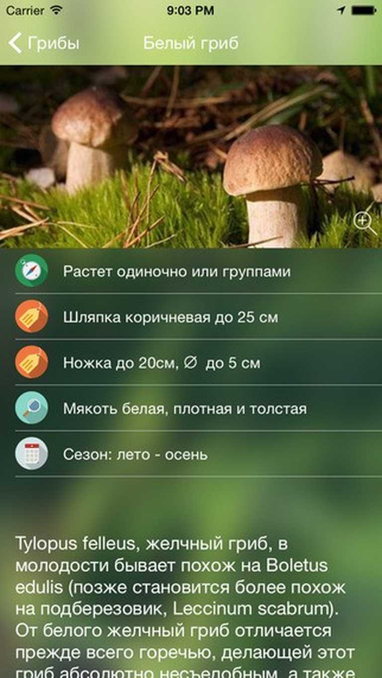 iГрибник: Грибы всего мира